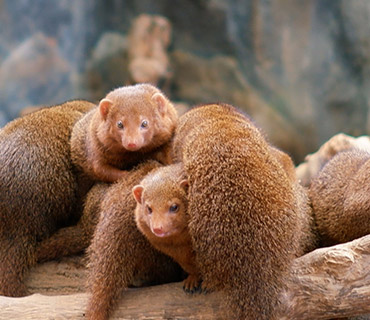 육향 가득 꽃 피는 날