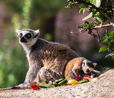 싱그러운 밥다발