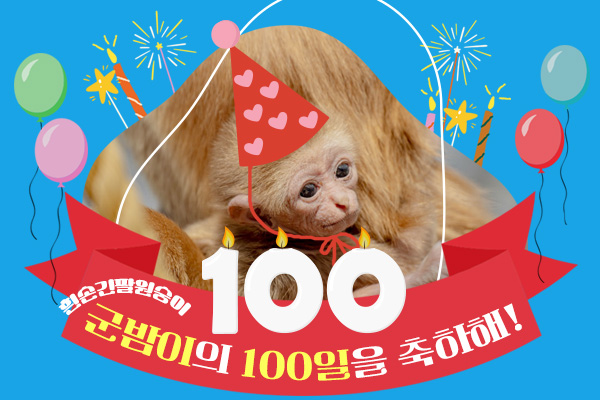 흰손긴팔원숭이 군밤이의 100일을 축하새!
